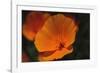 California Poppy-DLILLC-Framed Photographic Print