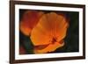 California Poppy-DLILLC-Framed Photographic Print