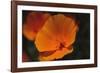 California Poppy-DLILLC-Framed Photographic Print