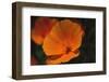 California Poppy-DLILLC-Framed Photographic Print