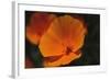 California Poppy-DLILLC-Framed Photographic Print