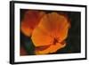 California Poppy-DLILLC-Framed Photographic Print