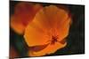 California Poppy-DLILLC-Mounted Photographic Print