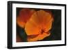 California Poppy-DLILLC-Framed Photographic Print