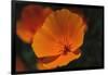 California Poppy-DLILLC-Framed Photographic Print