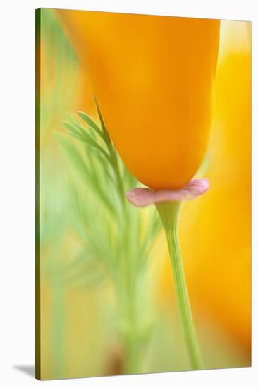 California Poppy-Darrell Gulin-Stretched Canvas