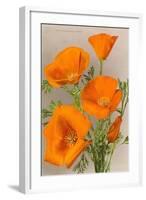 California Poppy-null-Framed Art Print