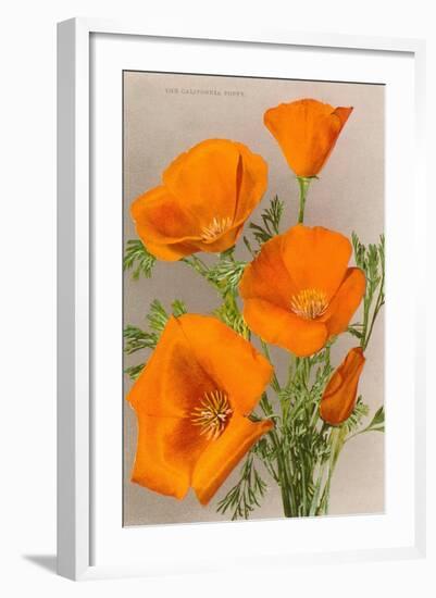 California Poppy-null-Framed Art Print