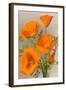 California Poppy-null-Framed Art Print