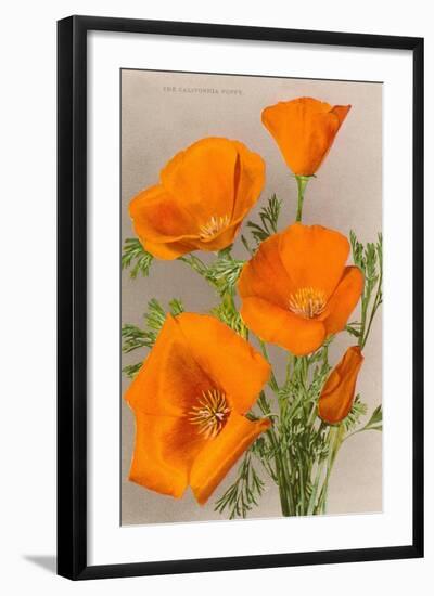 California Poppy-null-Framed Art Print