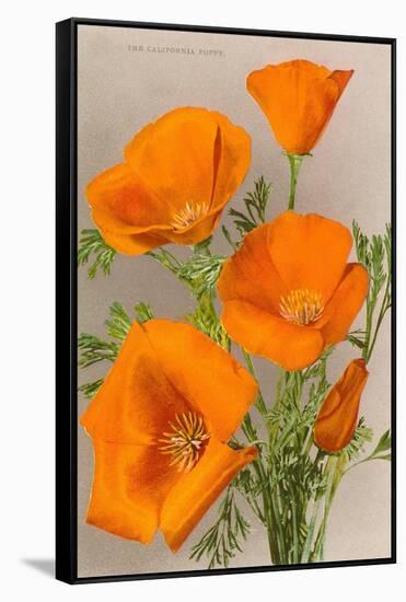 California Poppy-null-Framed Stretched Canvas