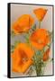 California Poppy-null-Framed Stretched Canvas