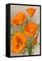 California Poppy-null-Framed Stretched Canvas