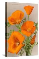 California Poppy-null-Stretched Canvas