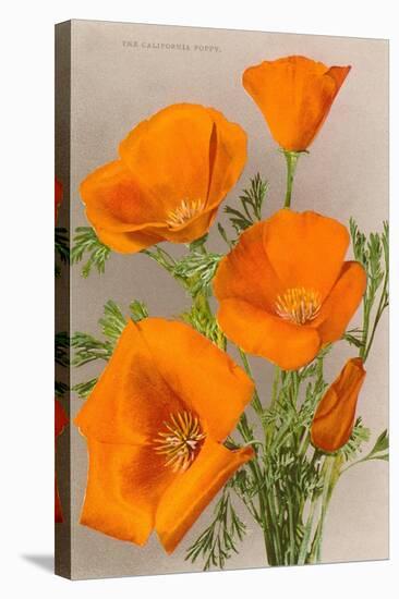 California Poppy-null-Stretched Canvas