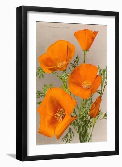 California Poppy-null-Framed Art Print