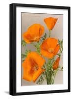 California Poppy-null-Framed Art Print