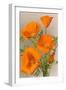 California Poppy-null-Framed Art Print