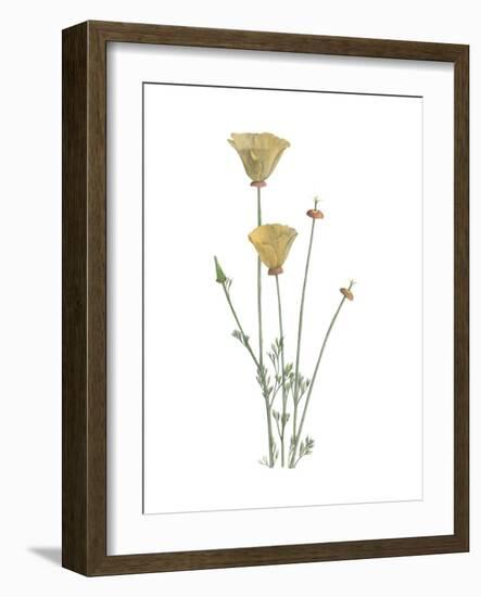 California Poppy-Stacy Hsu-Framed Art Print