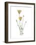 California Poppy-Stacy Hsu-Framed Art Print