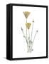 California Poppy-Stacy Hsu-Framed Stretched Canvas