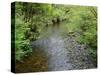 California, Prairie Creek Redwoods State Park-John Barger-Stretched Canvas