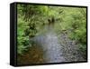 California, Prairie Creek Redwoods State Park-John Barger-Framed Stretched Canvas