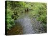 California, Prairie Creek Redwoods State Park-John Barger-Stretched Canvas