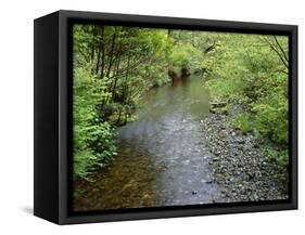 California, Prairie Creek Redwoods State Park-John Barger-Framed Stretched Canvas