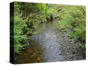 California, Prairie Creek Redwoods State Park-John Barger-Stretched Canvas