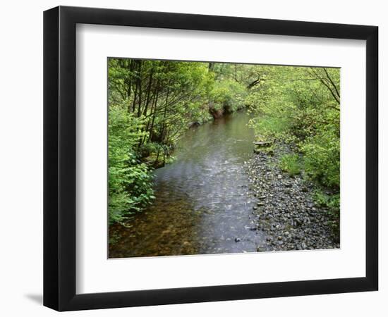 California, Prairie Creek Redwoods State Park-John Barger-Framed Photographic Print