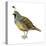 California Quail (Callipepla Californica), Birds-Encyclopaedia Britannica-Stretched Canvas