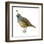 California Quail (Callipepla Californica), Birds-Encyclopaedia Britannica-Framed Art Print