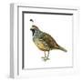 California Quail (Callipepla Californica), Birds-Encyclopaedia Britannica-Framed Art Print