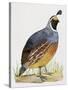 California Quail or Valley Quail (Callipepla Californica), Odontophoridae-null-Stretched Canvas