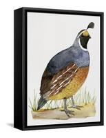 California Quail or Valley Quail (Callipepla Californica), Odontophoridae-null-Framed Stretched Canvas