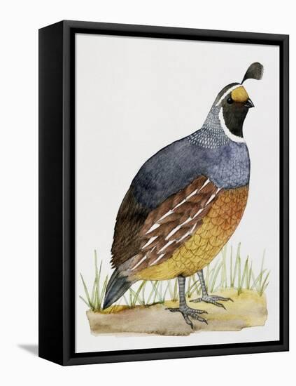 California Quail or Valley Quail (Callipepla Californica), Odontophoridae-null-Framed Stretched Canvas