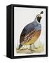 California Quail or Valley Quail (Callipepla Californica), Odontophoridae-null-Framed Stretched Canvas