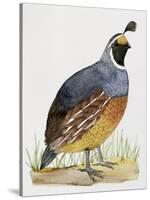 California Quail or Valley Quail (Callipepla Californica), Odontophoridae-null-Stretched Canvas
