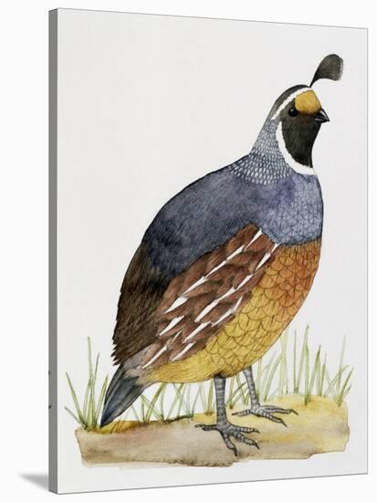 California Quail or Valley Quail (Callipepla Californica), Odontophoridae-null-Stretched Canvas