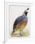 California Quail or Valley Quail (Callipepla Californica), Odontophoridae-null-Framed Premium Giclee Print