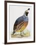 California Quail or Valley Quail (Callipepla Californica), Odontophoridae-null-Framed Premium Giclee Print