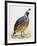 California Quail or Valley Quail (Callipepla Californica), Odontophoridae-null-Framed Giclee Print