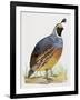 California Quail or Valley Quail (Callipepla Californica), Odontophoridae-null-Framed Giclee Print