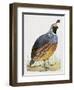 California Quail or Valley Quail (Callipepla Californica), Odontophoridae-null-Framed Giclee Print