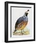 California Quail or Valley Quail (Callipepla Californica), Odontophoridae-null-Framed Giclee Print