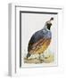 California Quail or Valley Quail (Callipepla Californica), Odontophoridae-null-Framed Giclee Print