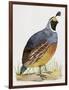 California Quail or Valley Quail (Callipepla Californica), Odontophoridae-null-Framed Giclee Print