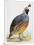 California Quail or Valley Quail (Callipepla Californica), Odontophoridae-null-Mounted Giclee Print