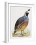 California Quail or Valley Quail (Callipepla Californica), Odontophoridae-null-Framed Giclee Print